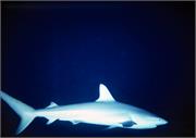 Sharks3-12