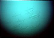 Sharks3-3