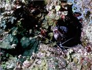 shrimp1-3
