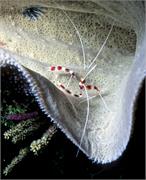 shrimp1-5