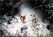shrimp2-4