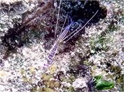 shrimp2-6