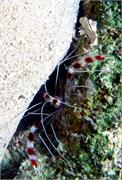 shrimp2-7