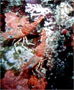 shrimp3-2