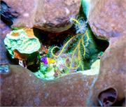 sponges1-1