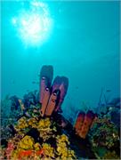 sponges1-11