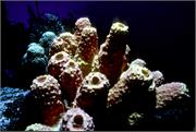 sponges1-13
