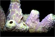 sponges1-14