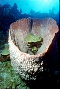 sponges2-10