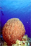 sponges2-12