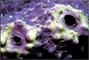 sponges2-13