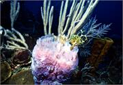 sponges2-15