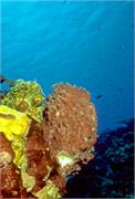 sponges2-4