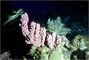 sponges2-5