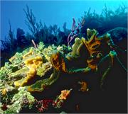 sponges2-6