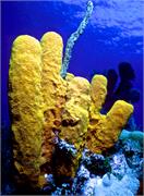 sponges2-7