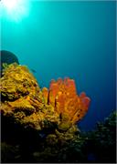 sponges2-8