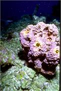sponges3-10