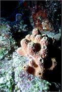 sponges3-11