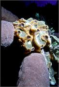 sponges3-12