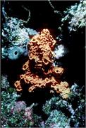 sponges3-13