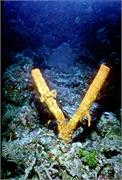 sponges3-14