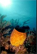 sponges3-15