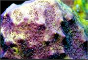 sponges3-19