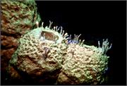 sponges3-22