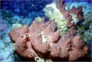 sponges3-24