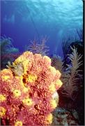 sponges3-25