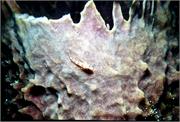 sponges3-29