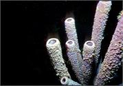 sponges3-4