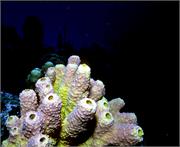 sponges3-5