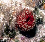 sponges3-7