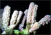 sponges3-9