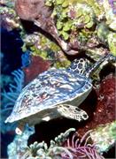 Turtles1-10