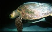 Turtles1-13
