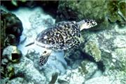 Turtles1-3