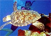 Turtles1-5