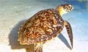 Turtles1-6