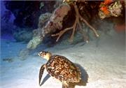 Turtles1-7
