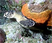 Turtles1-9