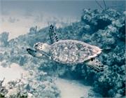 Turtles2-1