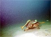 Turtles2-2