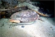 Turtles2-4