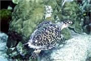 Turtles2-5