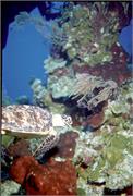 Turtles3-2