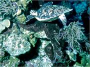 Turtles3-3