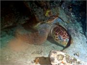 Turtles3-4